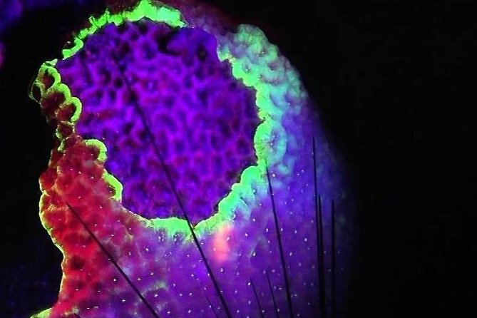 Fluorescent Diving With Ultraviolet Dive Lights - The Sum Up