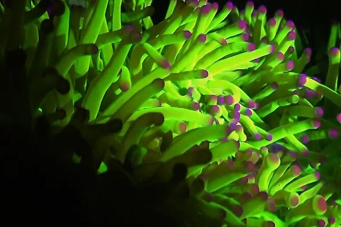 Fluorescent Snorkeling With Ultraviolet Flashlights - Equipment Needed for Fluorescent Snorkeling