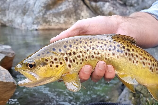 Fly Fishing in Cape Town for Five Hours - Fly Fishing Basics