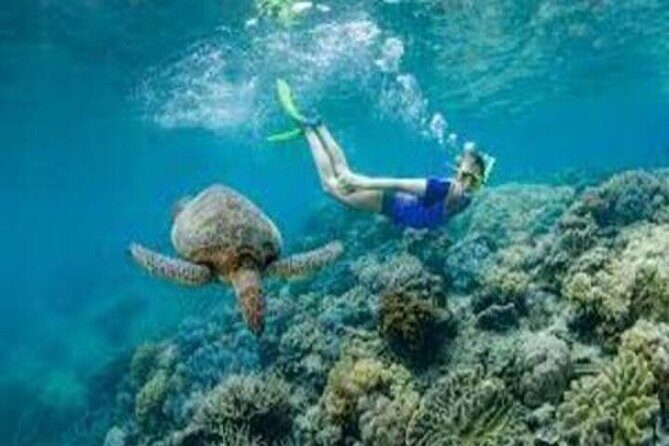 Fly in and Fly out Great Barrier Reef Cairns Day Tour - The Reef Pontoon: Comfort Meets Convenience