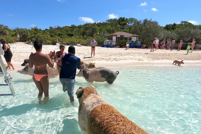 Fly To The Exuma Swimming Pigs - Best Time to Visit Exuma Pigs