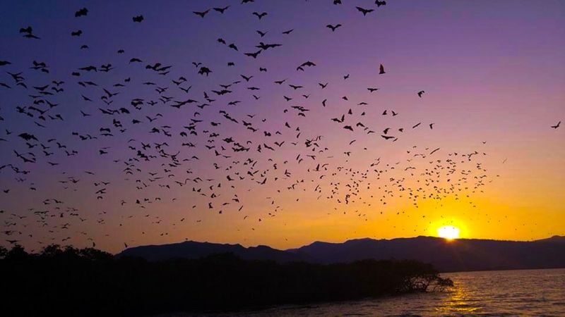 Flying Fox Sunset Cruise Private Boat Charter Komodo Labuan Bajo - At a glance