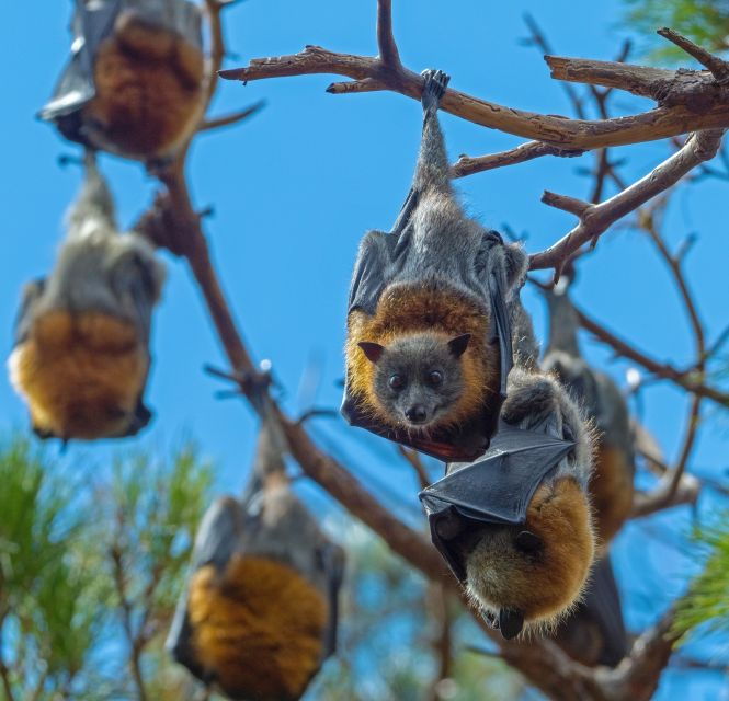 Flying Fox Tour: Australia's Largest Bats - Bat Encounter Experience