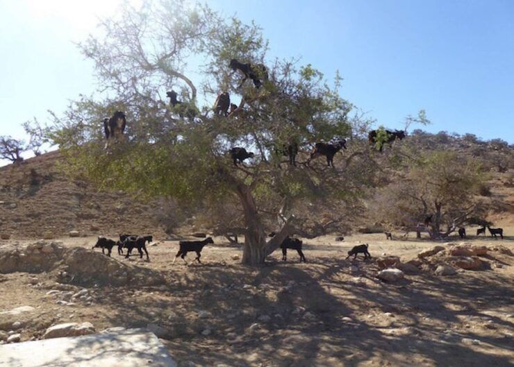 Flying Goats and Agadir Oufella View Experience - Activity Details