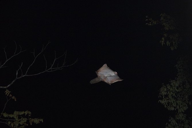 Flying Squirrel Watching Tour - Meeting Point and Transportation