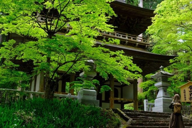 Fm Odawara: Forest Bathing and Onsen With Healing Power - Duration and Availability