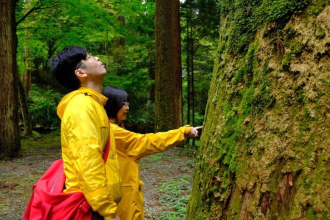 Fm Odawara: Forest Bathing and Onsen With Healing Power - Activity Description