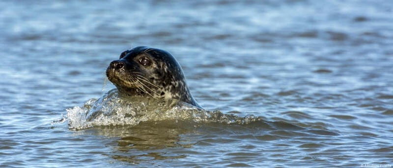 Föhr: Boat trip to the seals - An In-Depth Look at the Föhr Seal Tour Experience