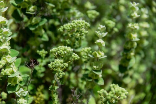 Follow the Riverside Hiking Tour (Private Experience) - Tips for a Memorable Experience