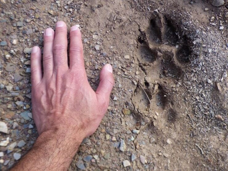 Following the Path of the Wolf - Good To Know