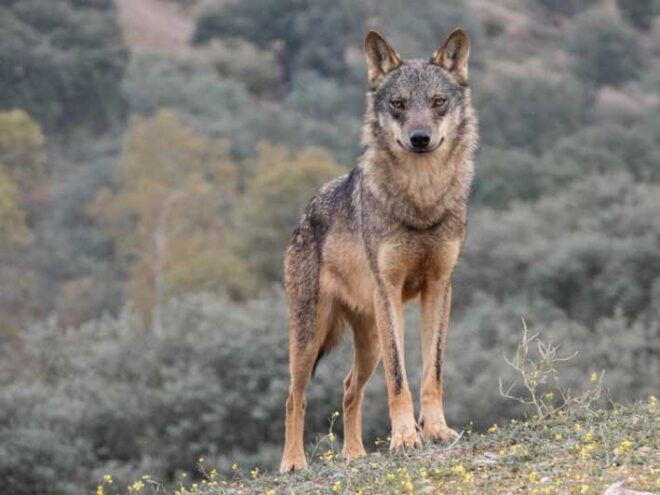 Following the Path of the Wolf - Afternoon Activities