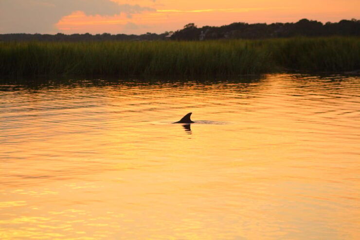 Folly Beach Dolphin Viewing Boat Excursion - Good To Know