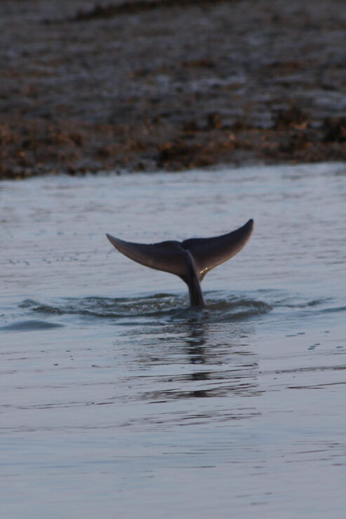 Folly Beach Dolphin Viewing Boat Excursion - Booking Information