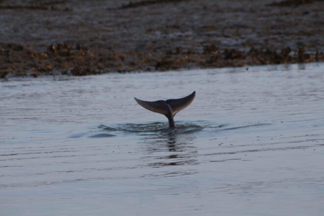 Folly Beach Dolphin Viewing Boat Excursion - Restrictions