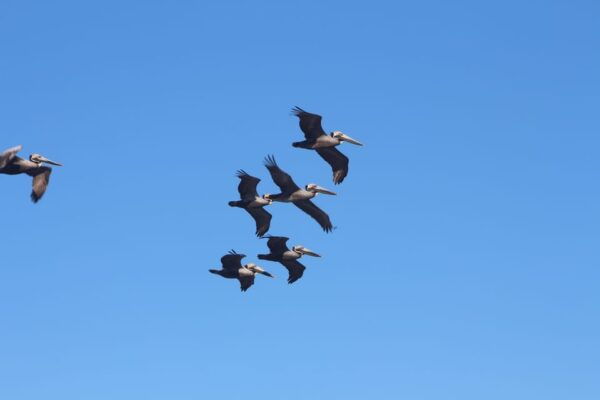 Folly Beach Dolphin Viewing Boat Excursion - Highlights