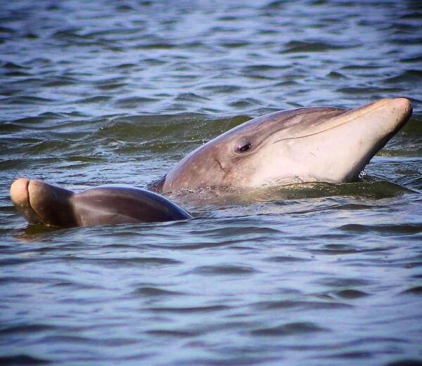 Folly Beach Dolphin Viewing Boat Excursion - Meeting Point