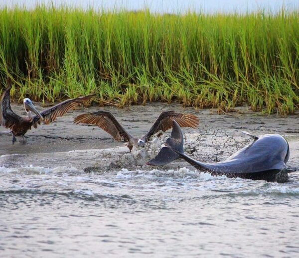 Folly Beach Dolphin Viewing Boat Excursion - Gratuity for Captain