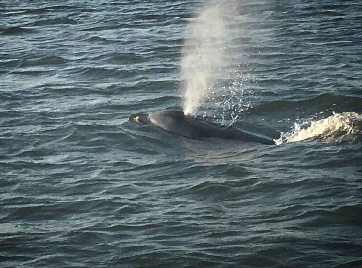 Folly Beach: Morris Island and Dolphin Watching Boat Cruise - Activity Overview
