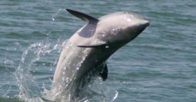 Folly Beach: Morris Island Dolphin Watching Boat Cruise - Customer Feedback