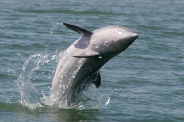 Folly Beach: Morris Island Dolphin Watching Boat Cruise - Dolphin Sightings and Behavior
