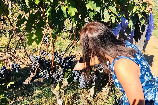 Food and History Tour in Siena and San Gimignano - Contact and Support