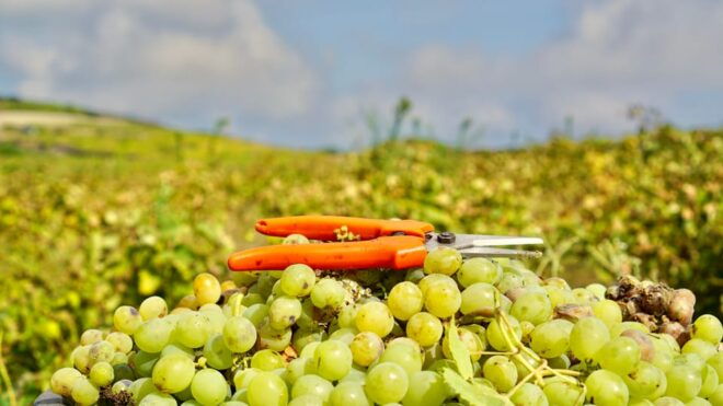 Food and Wine Tour - Inclusions