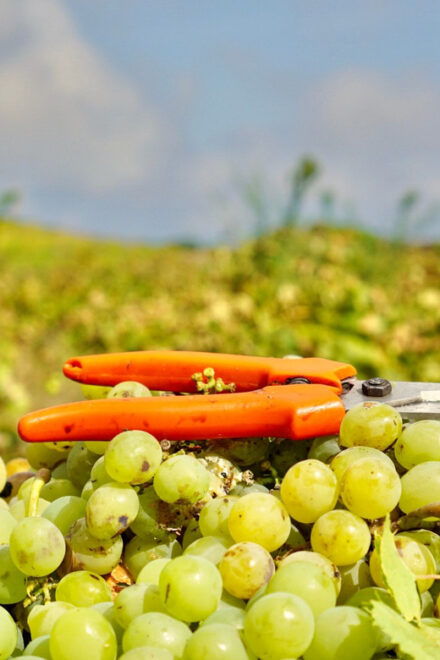 Food and Wine Tour - Availability