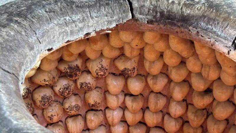 Food tour in Tashkent - What Makes This Tour Stand Out?