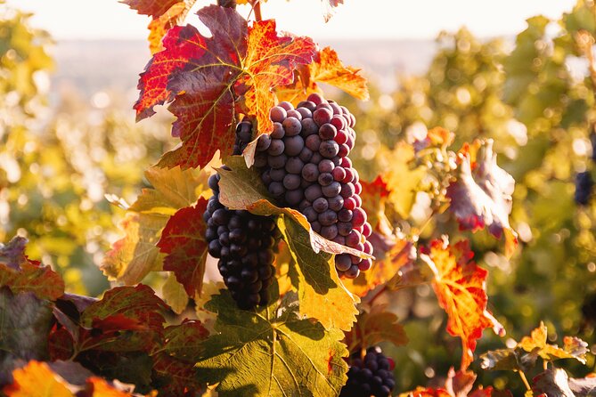 Food/Wine Tasting at Northern Beaches to Hunter Valley - Day Trip - Meeting Point and Pickup Details