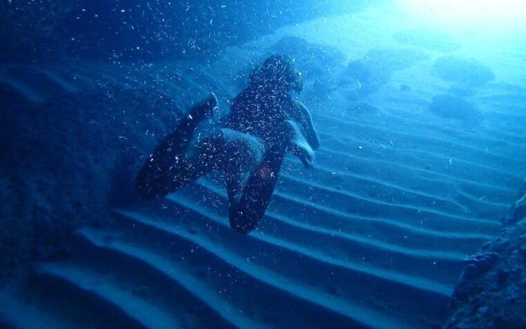 For Cruise ship Travelers Adapted: 5-Hour Scenic Boat Tour - FAQs