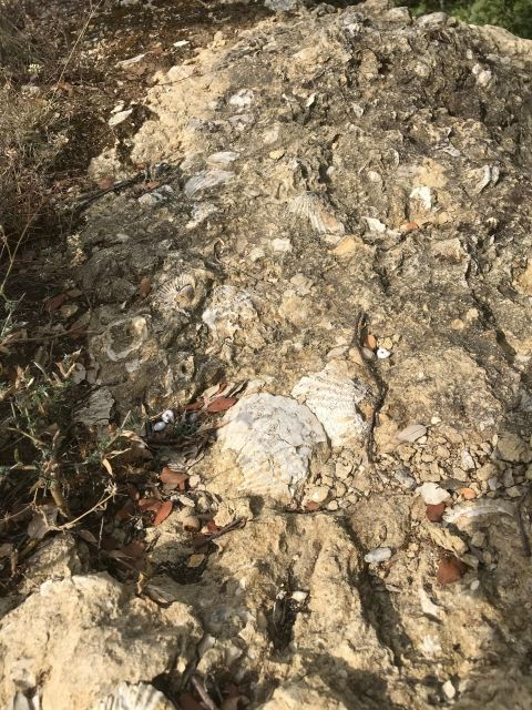 Foraging Fossils & Plants - Good To Know