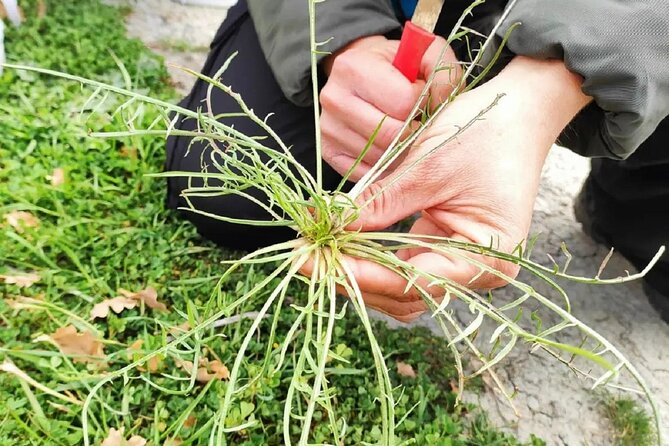 Foraging Tour in the Tuscan Countryside - Main Activity Highlights