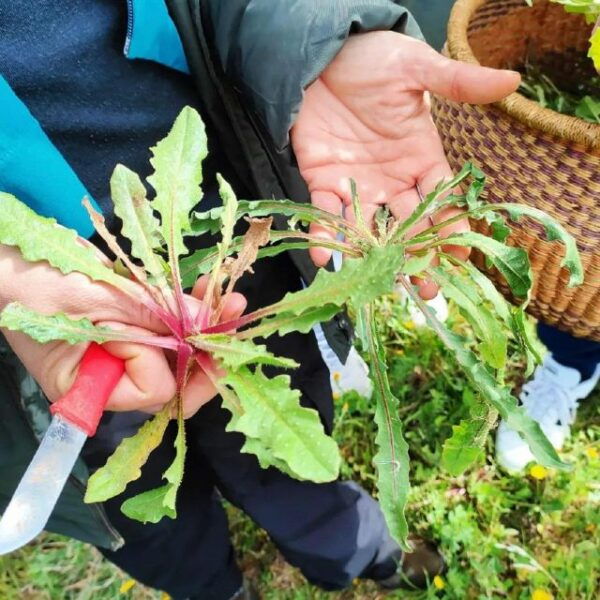 Foraging Tour in the Tuscan Countryside - Directions