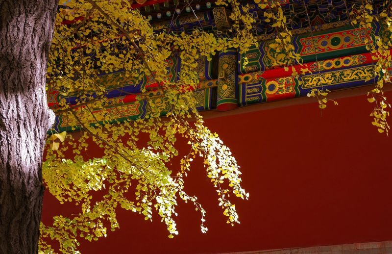 Forbidden City + Summer Palace Guided Day Tour | In-depth commentary - Two and a half hours in the Summer Palace