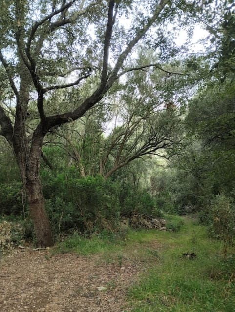 Forest Bath / Forest Bath - Connecting With Nature