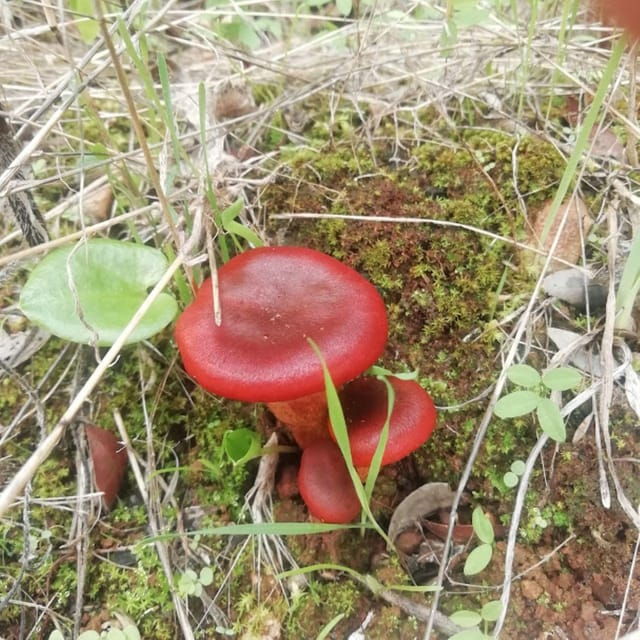 Forest Bath / Forest Bath - Frequently Asked Questions