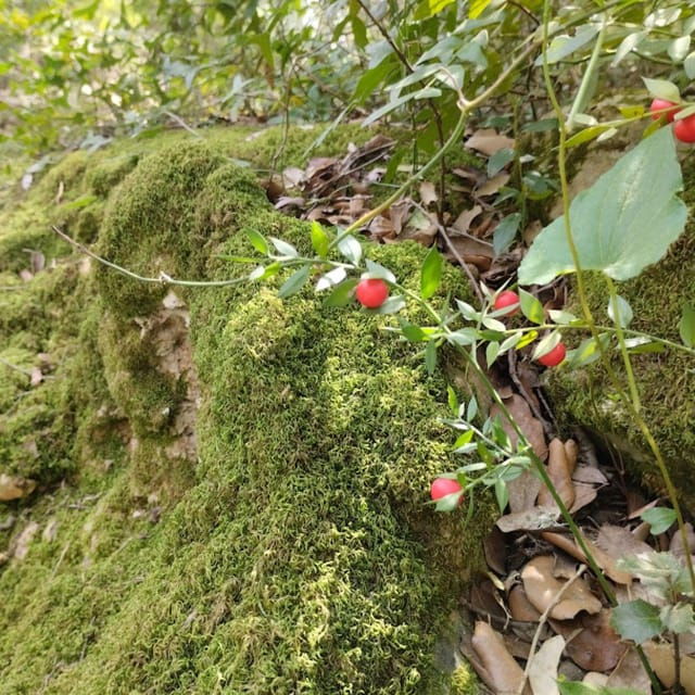Forest Bath - Good To Know