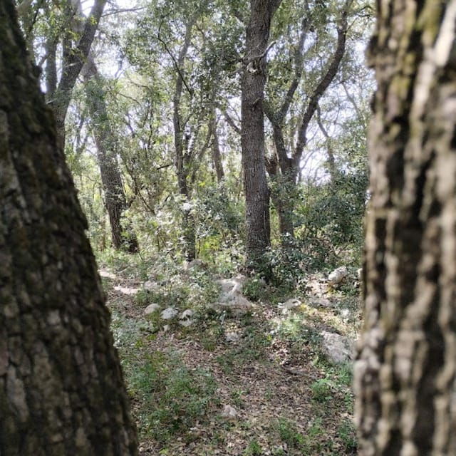 Forest Bath - Health Benefits of Forest Bathing