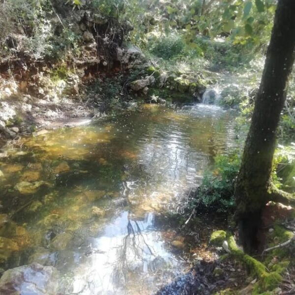Forest Bath - Meeting Point and Directions