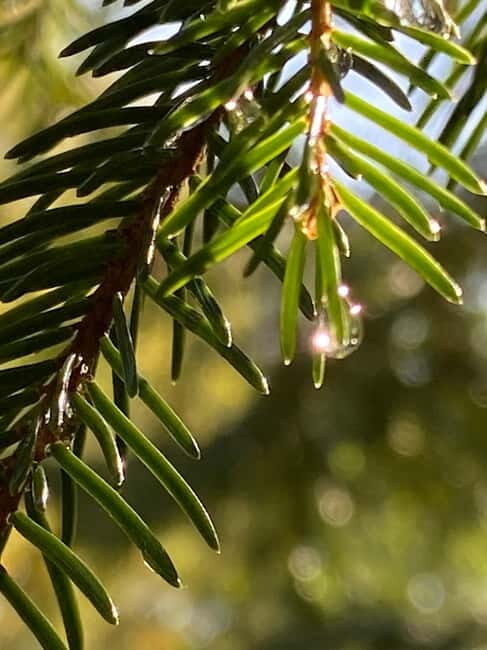 Forest Bathing in Stockholm nature with certified guide - Practical Details and Value