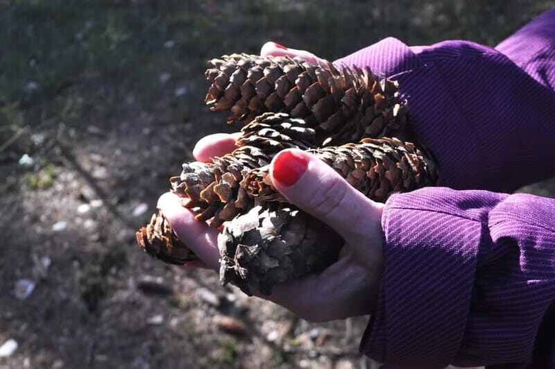 Forest Bathing in Stockholm nature with certified guide - The Sum Up