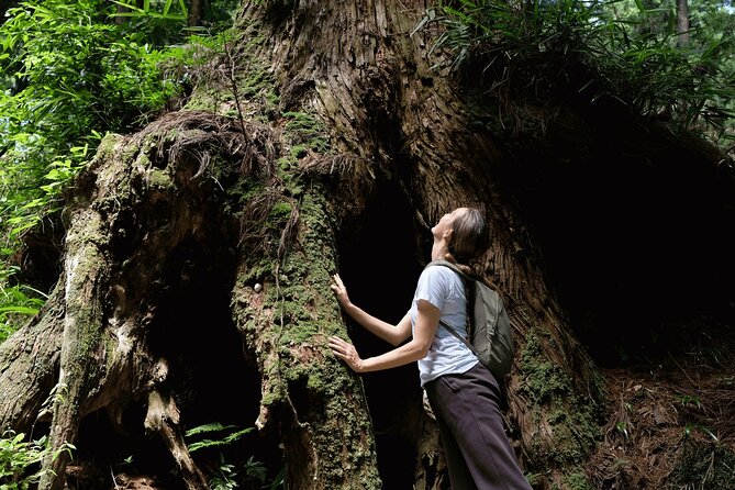 Forest Bathing in Temple and Enjoy Onsen With Healing Power - Additional Information and Accessibility