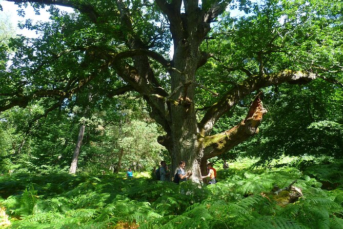 Forest Bathing in the Sonian Forest, Belgium. - Inclusions and Logistics
