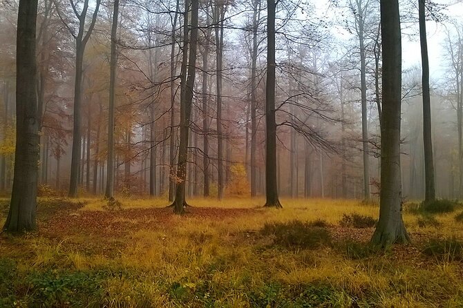 Forest Bathing in the Sonian Forest, Belgium. - Directions