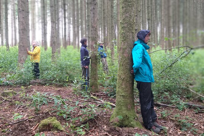 Forest Bathing in the Sonian Forest, Belgium. - The Sum Up