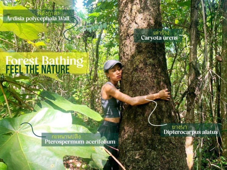 Forest Bathing & Nature Retreat & Aroma Blending Workshop - Experience Highlights
