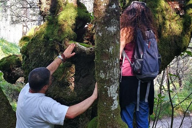 Forest Baths - Shinrin Yoku Therapeutic, in Celtic Sacred Forests - Celtic Sacred Forests and Their Significance