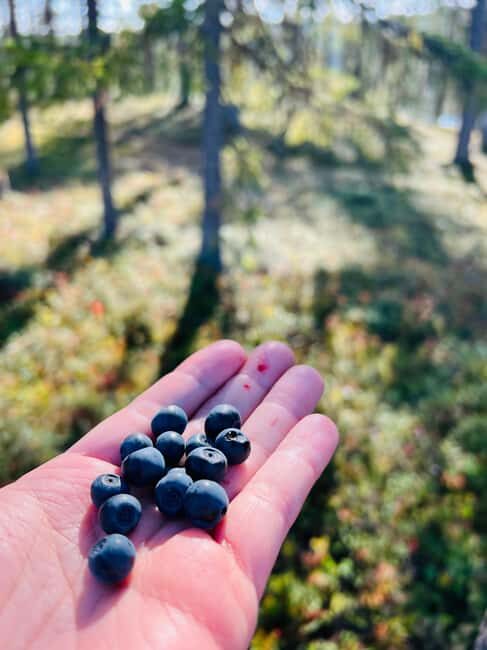 Forest, Castle & Fiskars Village Day Trip from Helsinki - FAQ