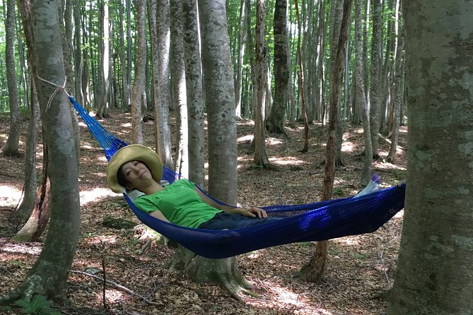 Forest Healing Around the Giant Beech and Katsura Trees - Benefits of Forest Healing