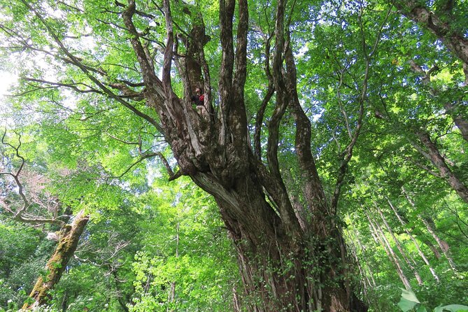 Forest Healing Around the Giant Beech and Katsura Trees - Exploring the Giant Beech Trees